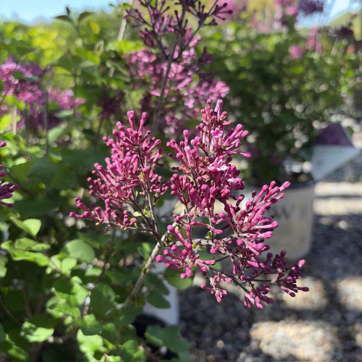 Bloomerang Dark Purple Lilac - Image 3
