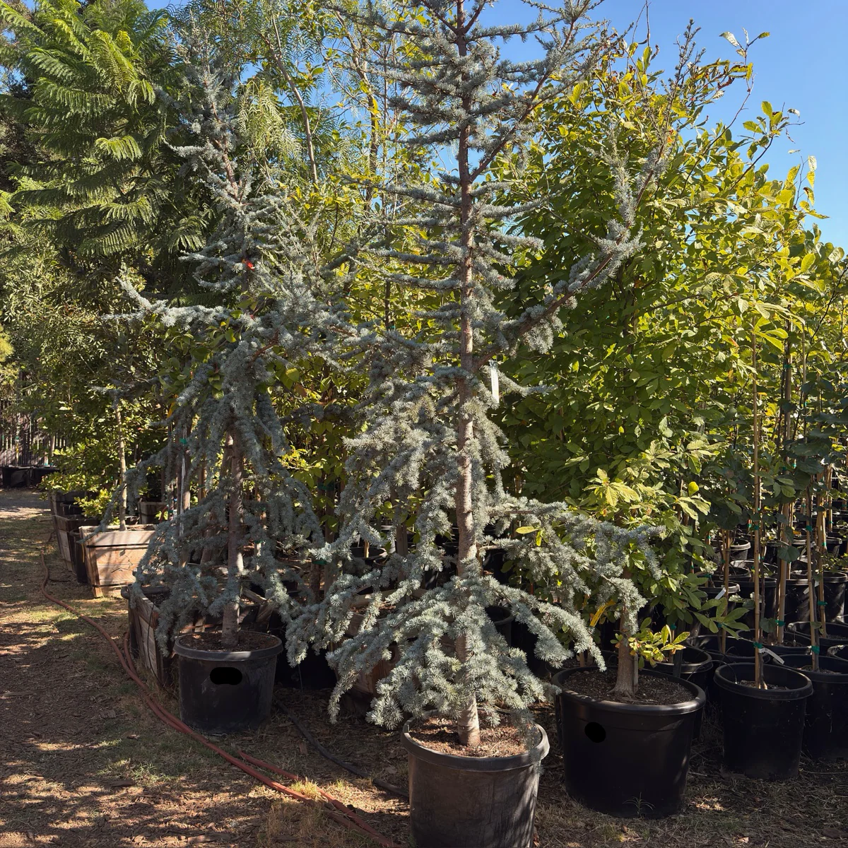 Blue Atlas Cedar - Image 1