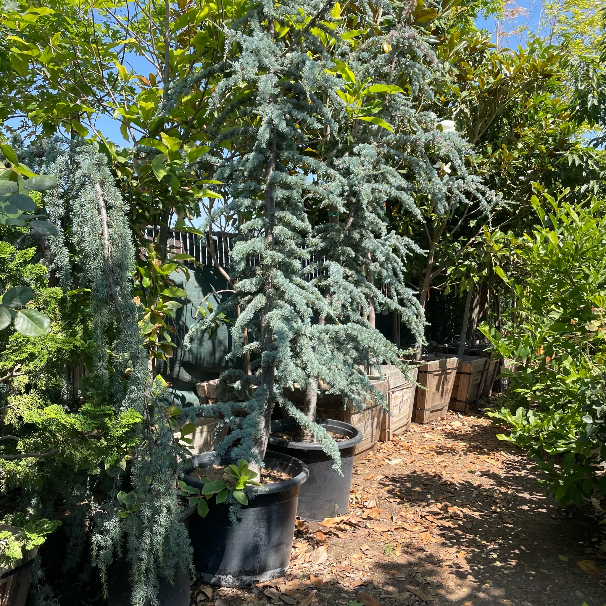 Blue Atlas Cedar - Image 2