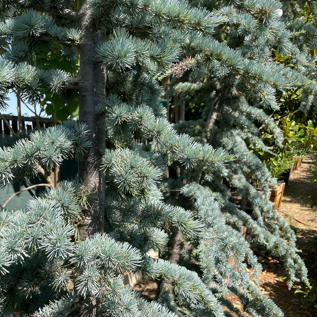 Blue Atlas Cedar - Image 3