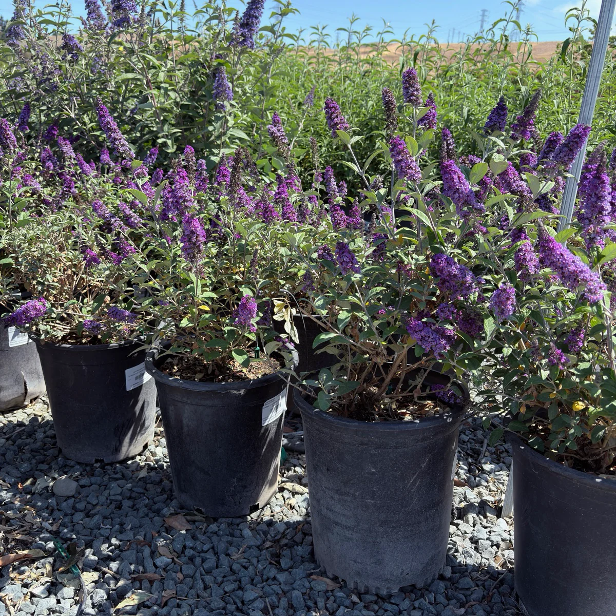 Blue Chip Dwarf Butterfly Bush - Image 1