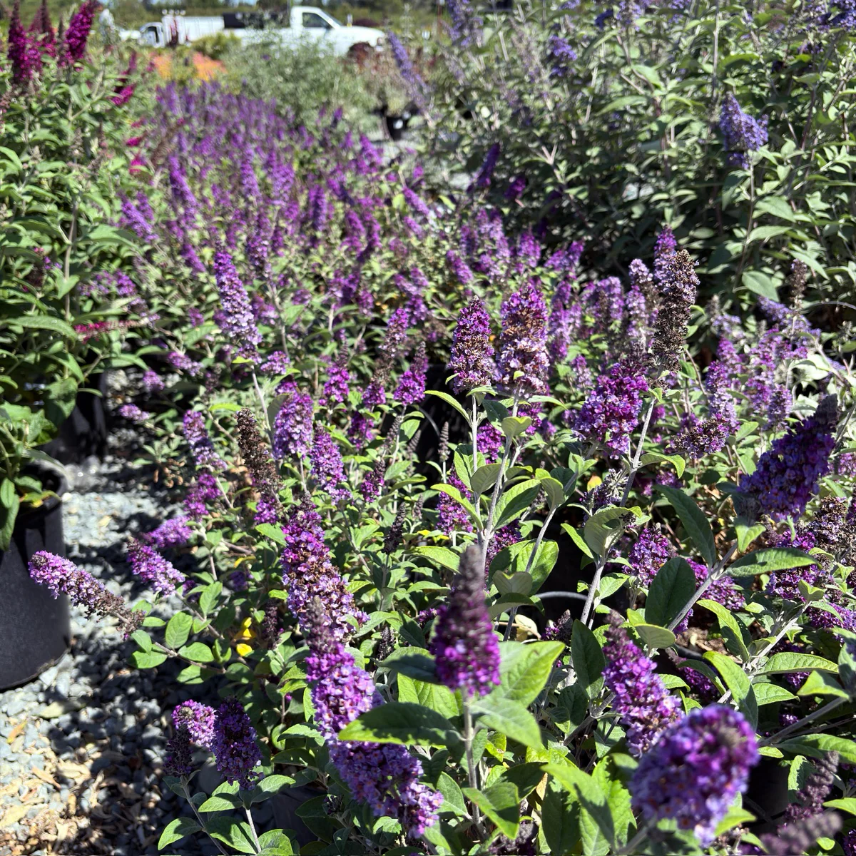 Blue Chip Dwarf Butterfly Bush - Image 2