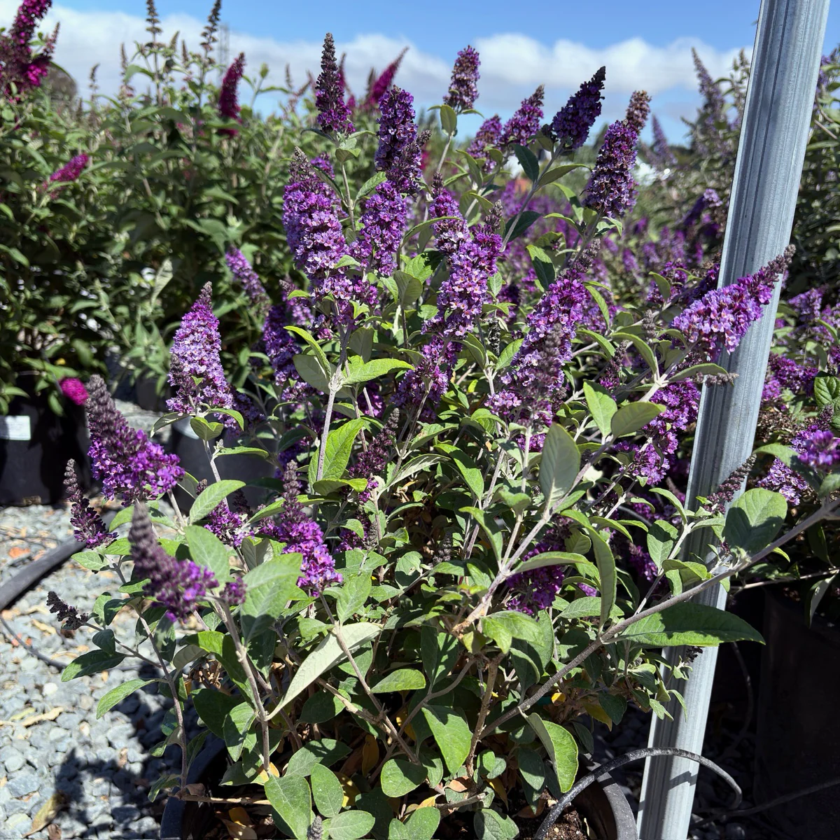Blue Chip Dwarf Butterfly Bush - Image 3