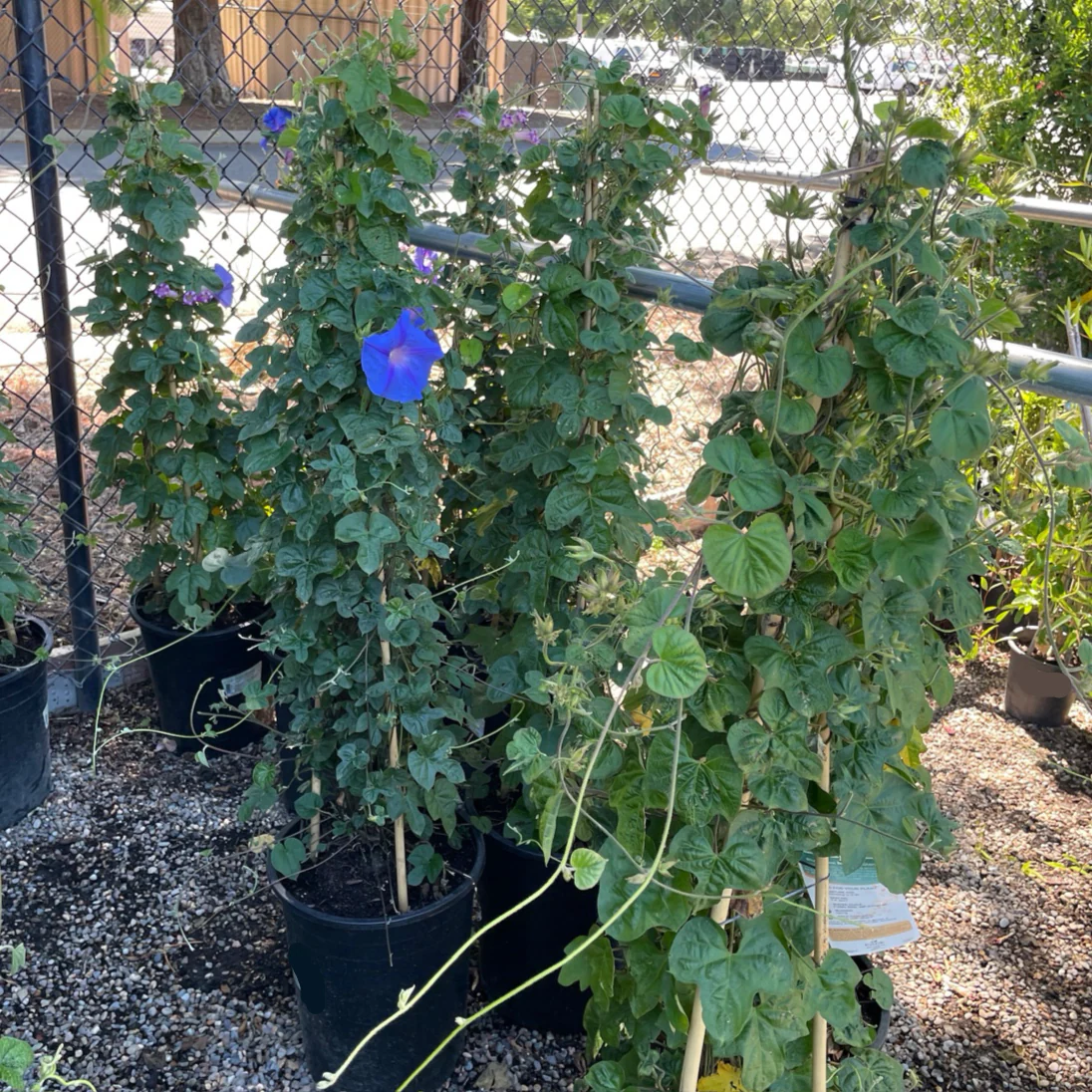 Blue Dawn Morning Glory Vine - Image 1