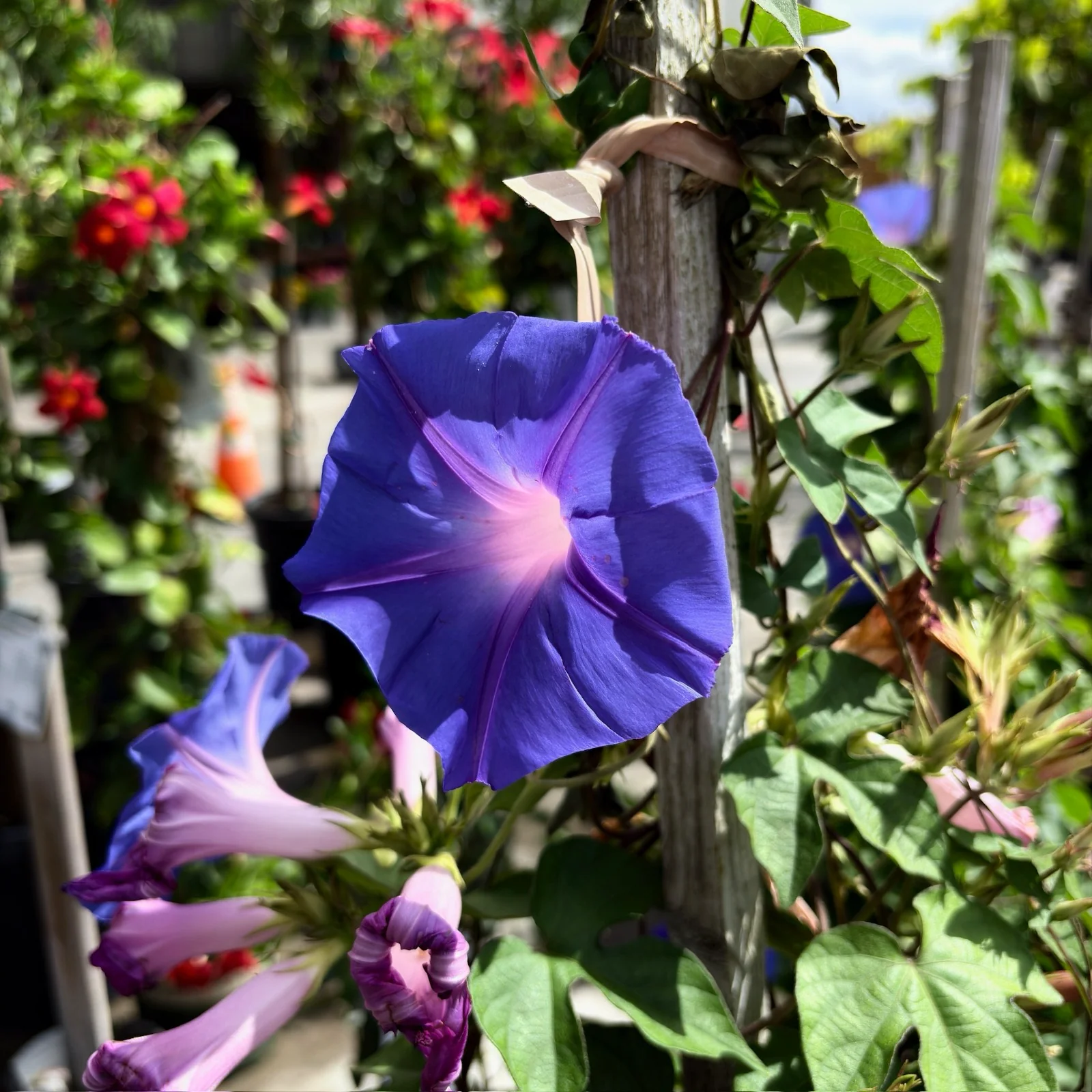Blue Dawn Morning Glory Vine - Image 2