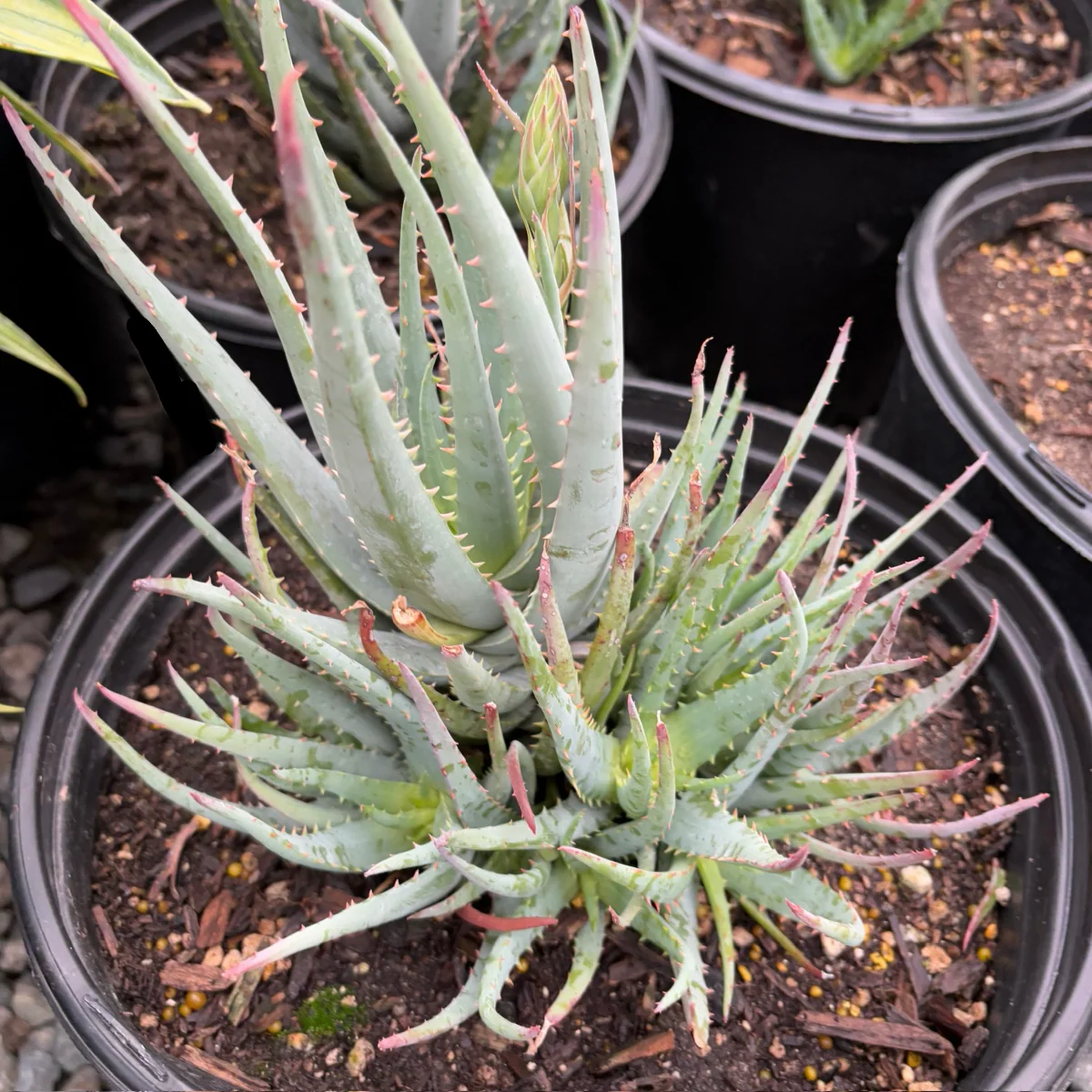 Blue Elf Aloe - Image 1