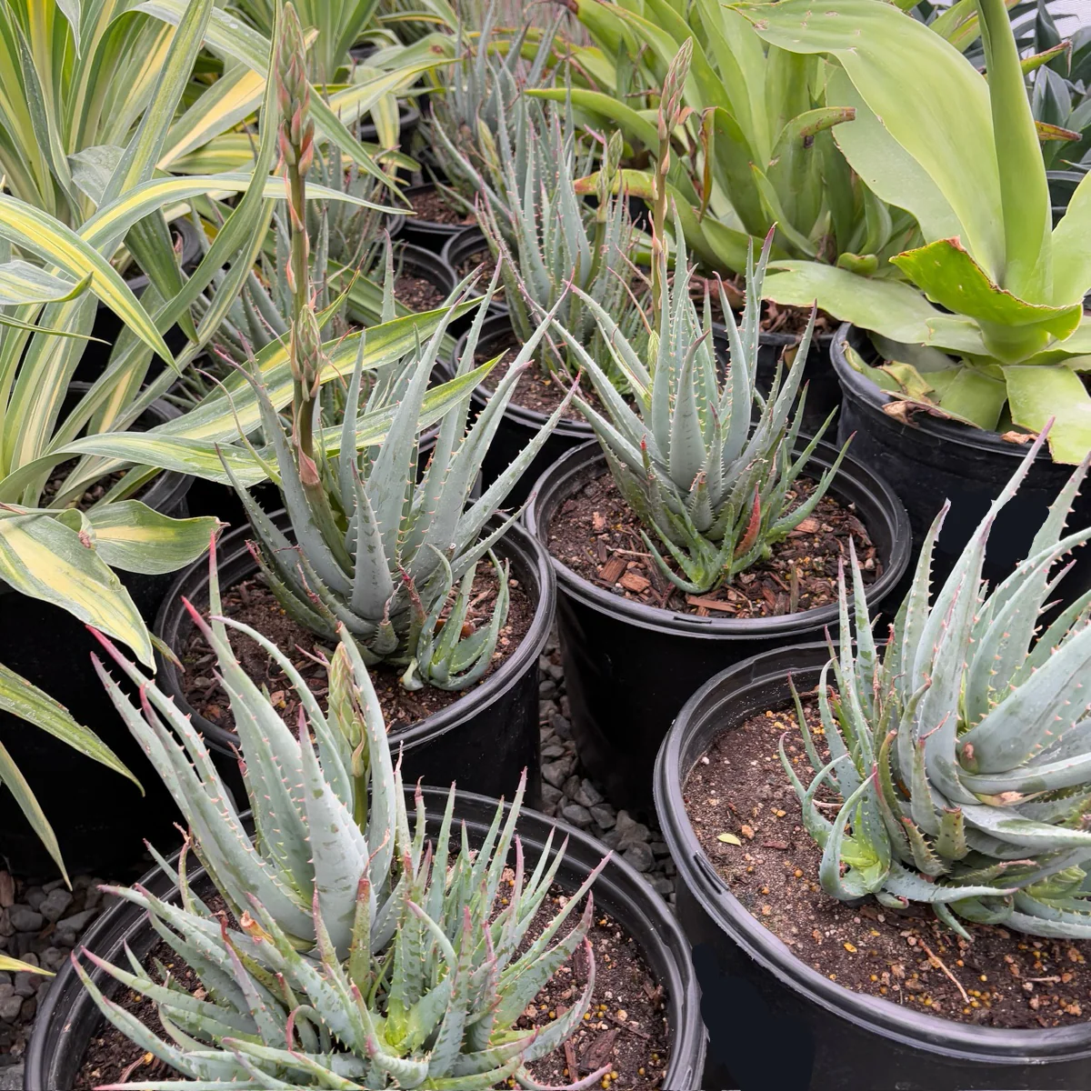 Blue Elf Aloe - Image 2