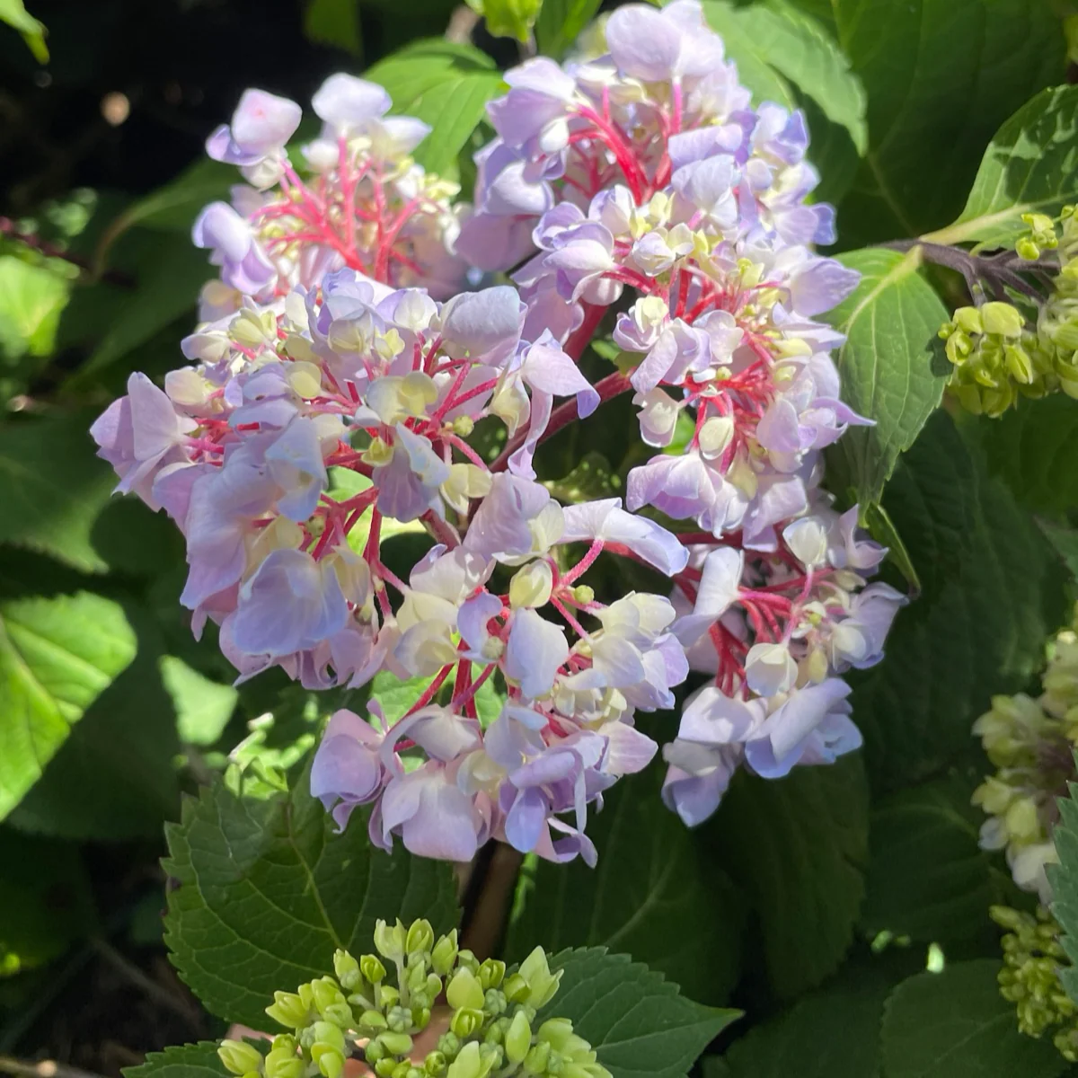 Blue Enchantress Bigleaf Hydrangea - Image 2