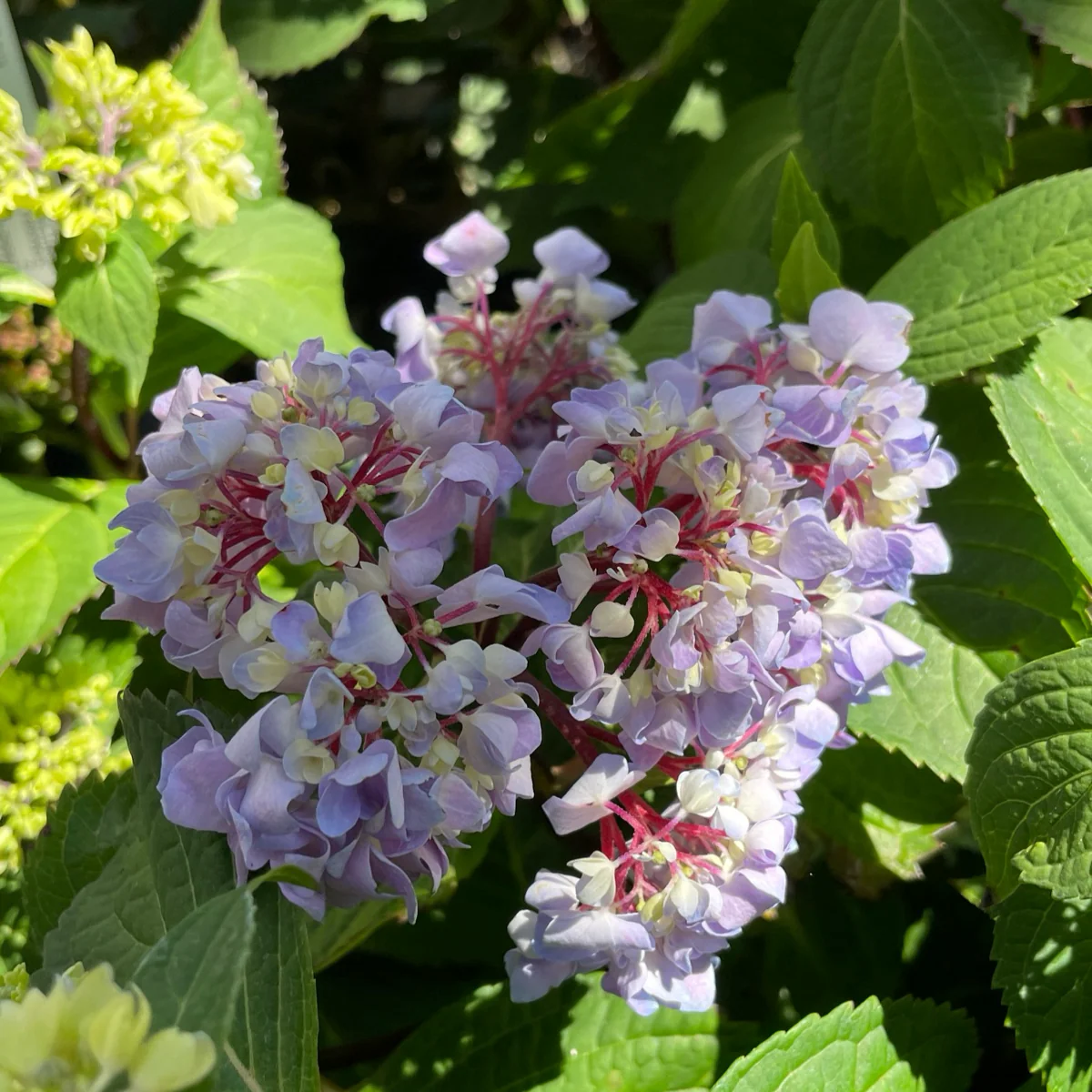 Blue Enchantress Bigleaf Hydrangea - Image 3