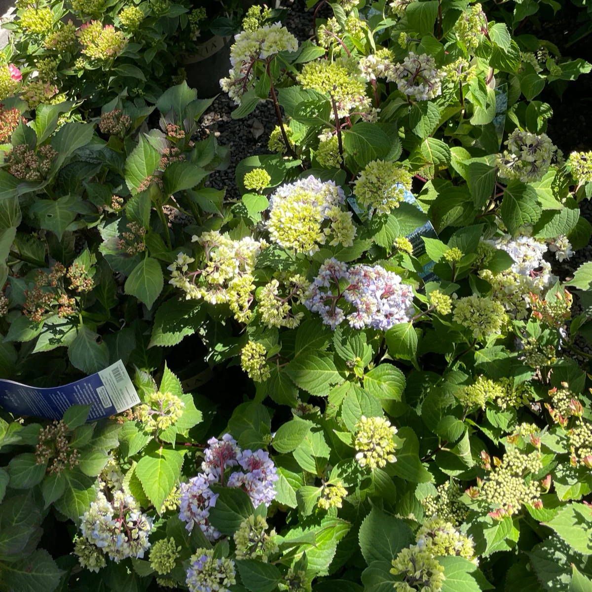 Blue Enchantress Bigleaf Hydrangea - Image 1