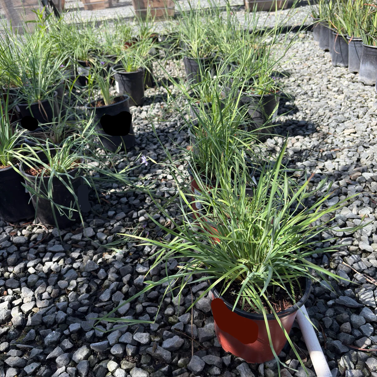 Blue Eyed Grass - Image 2