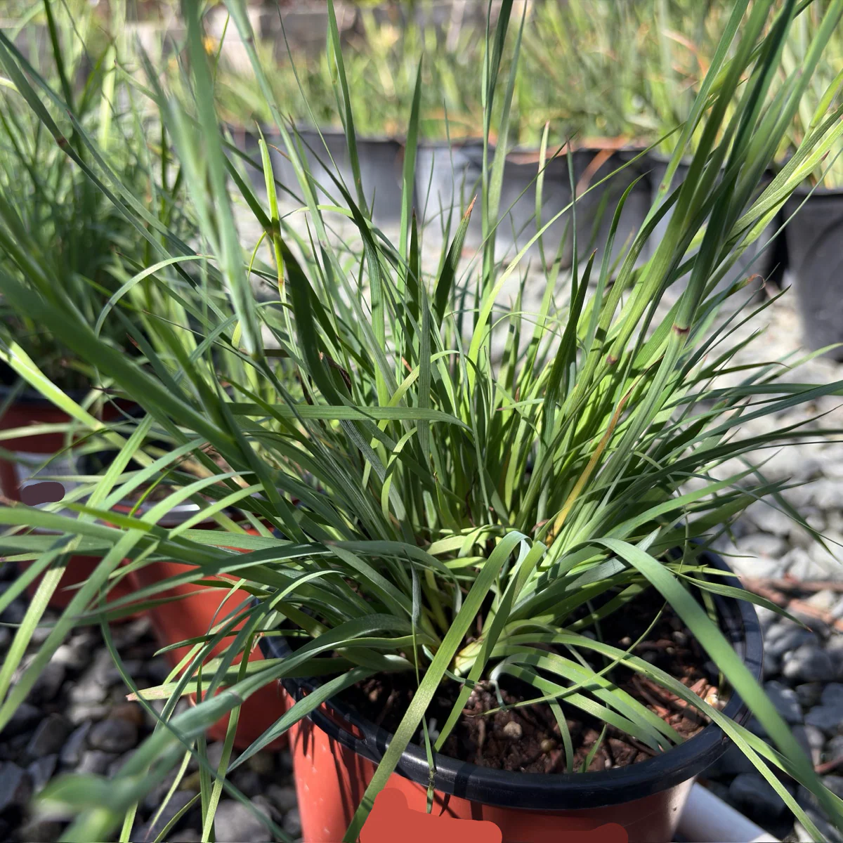 Blue Eyed Grass - Image 1