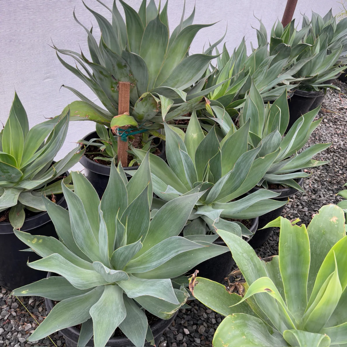 Blue Flame Agave - Image 1