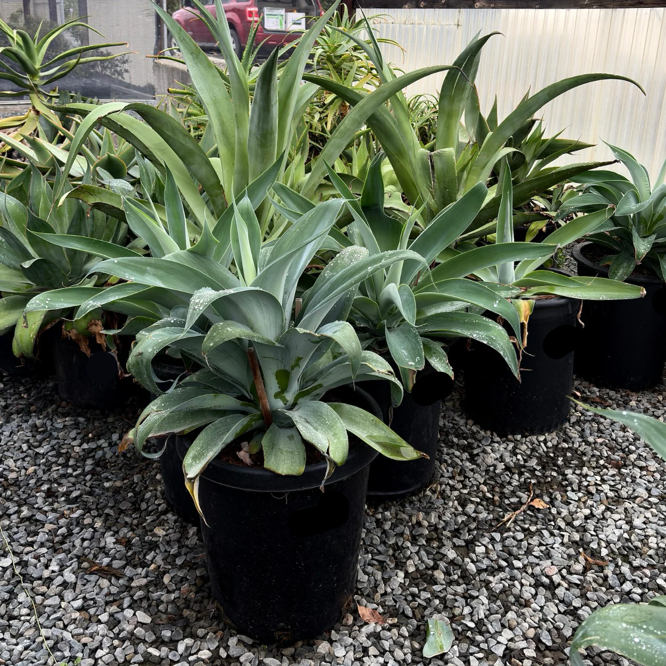 Blue Fox Tail Agave - Image 1