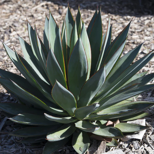 Blue Glow Agave - Image 2