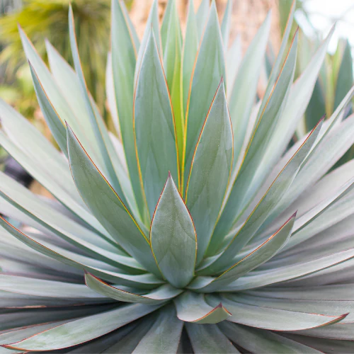 Blue Glow Agave - Image 1