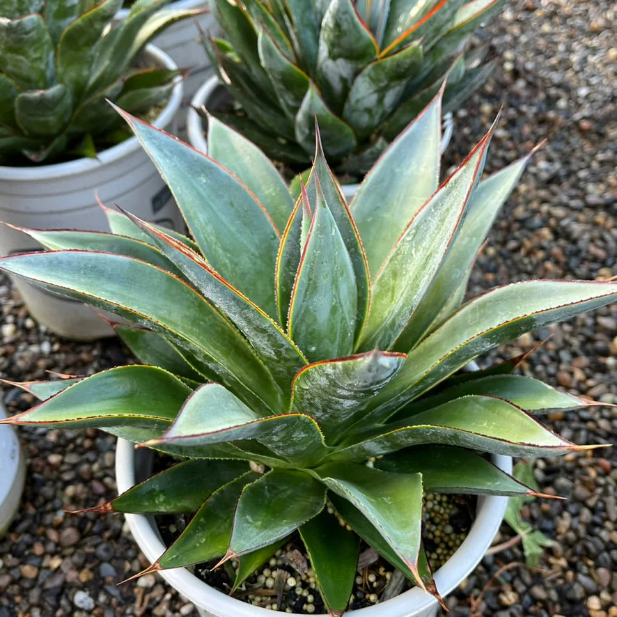 Blue Glow Agave - Image 3