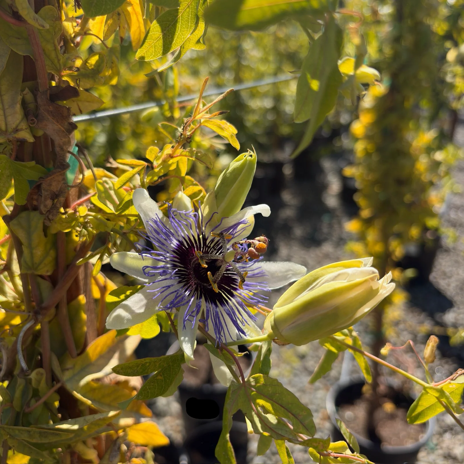 Blue Horizon Passion Flower - Image 1