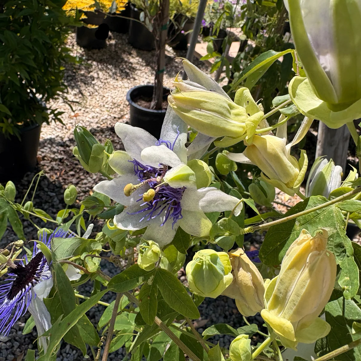 Blue Horizon Passion Flower - Image 2