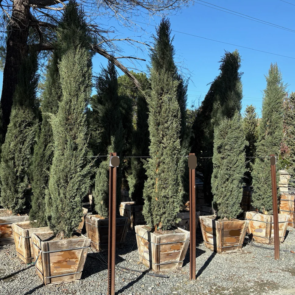 Blue Italian Cypress - Image 1