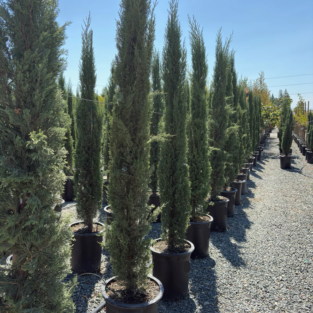 Blue Italian Cypress - Image 2