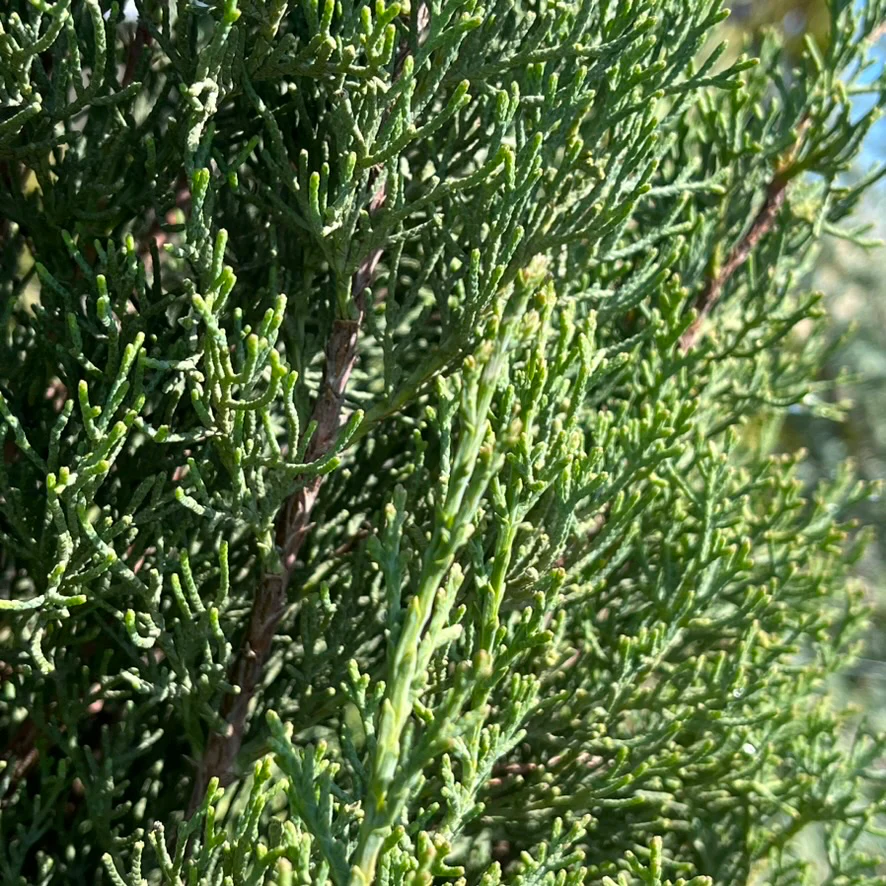 Blue Italian Cypress - Image 3