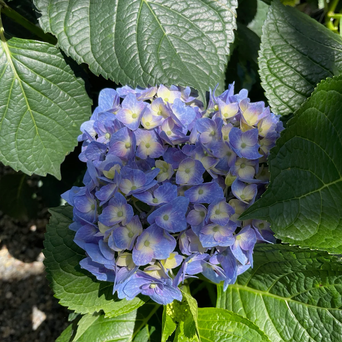 Blue Jangles Let's Dance Hydrangea - Image 1