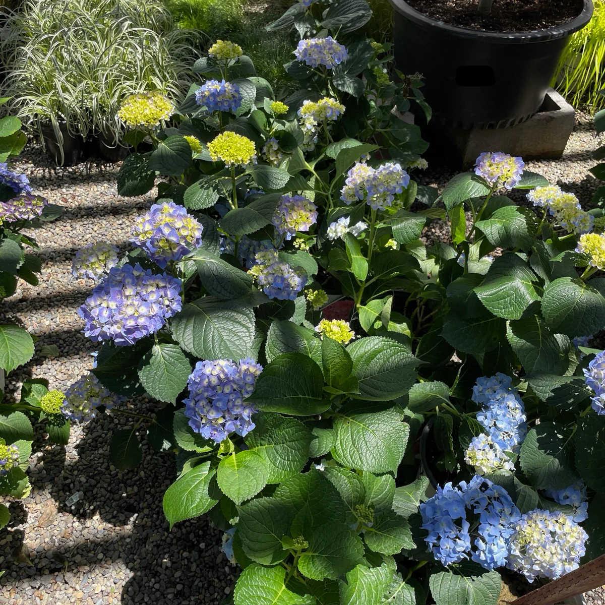 Blue Jangles Let's Dance Hydrangea - Image 2