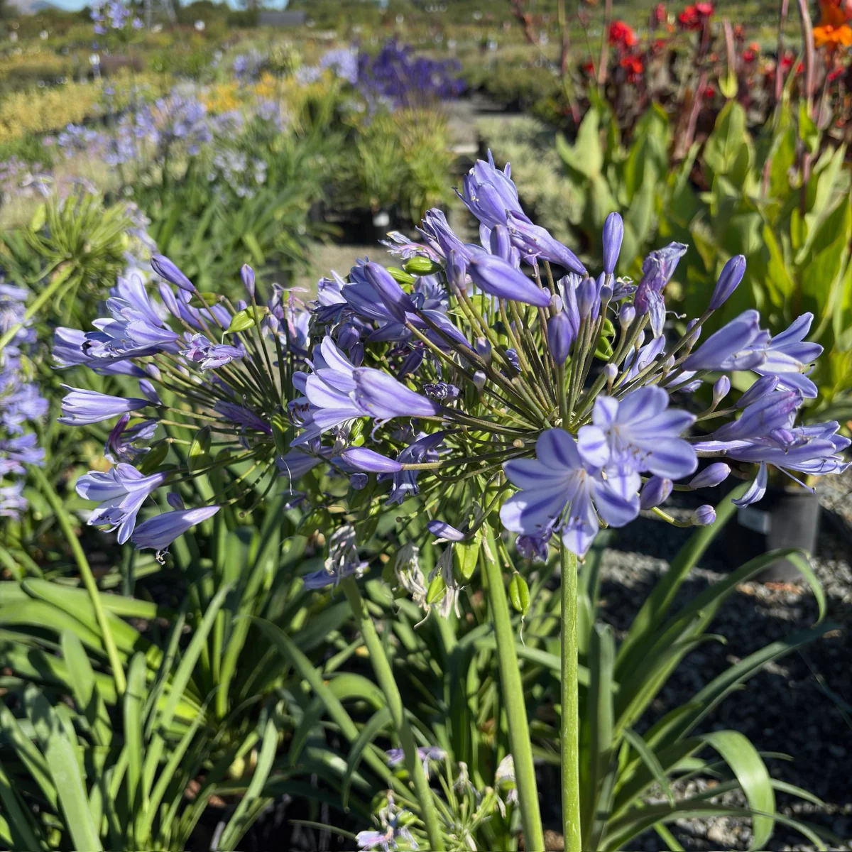 Blue Lily of the Nile - Image 1