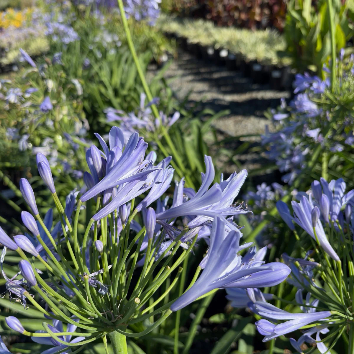 Blue Lily of the Nile - Image 3