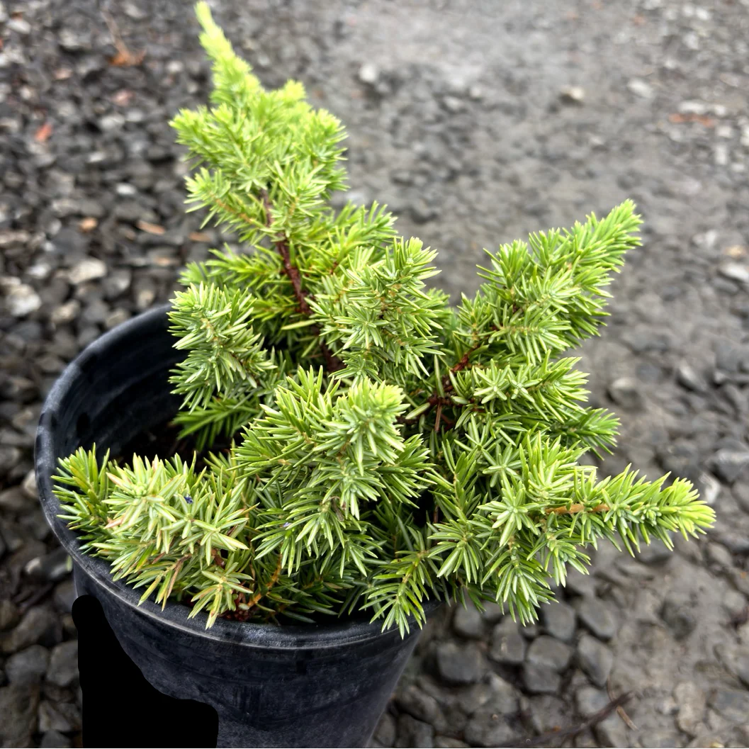 Blue Pacific Shore Juniper - Image 2