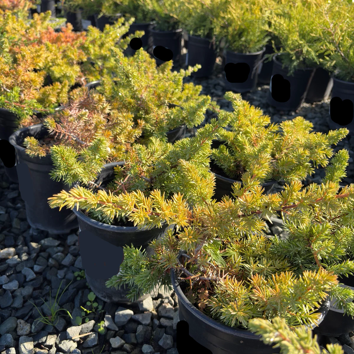 Blue Pacific Shore Juniper - Image 3