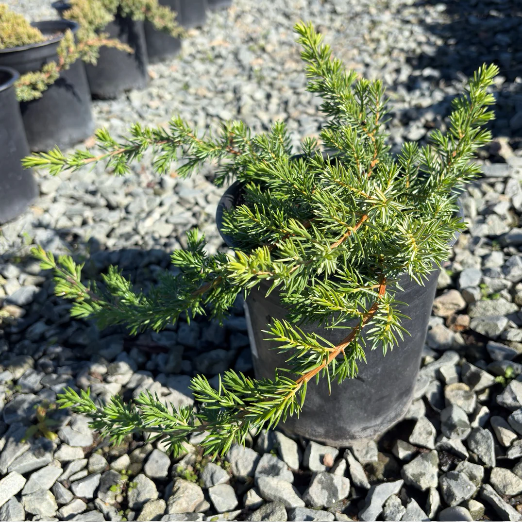 Blue Pacific Shore Juniper - Image 1