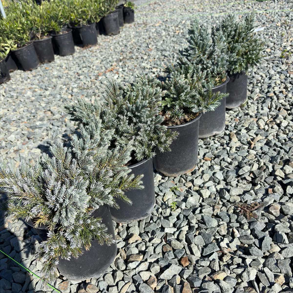 Blue Star Singleseed Juniper - Image 2