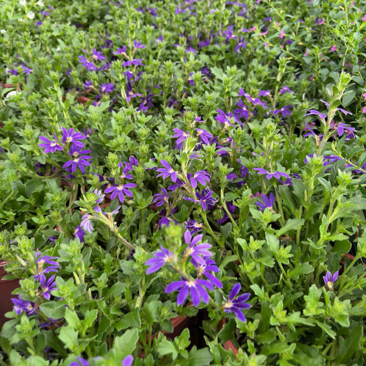 Blue Violet  Fan Flower - Image 2