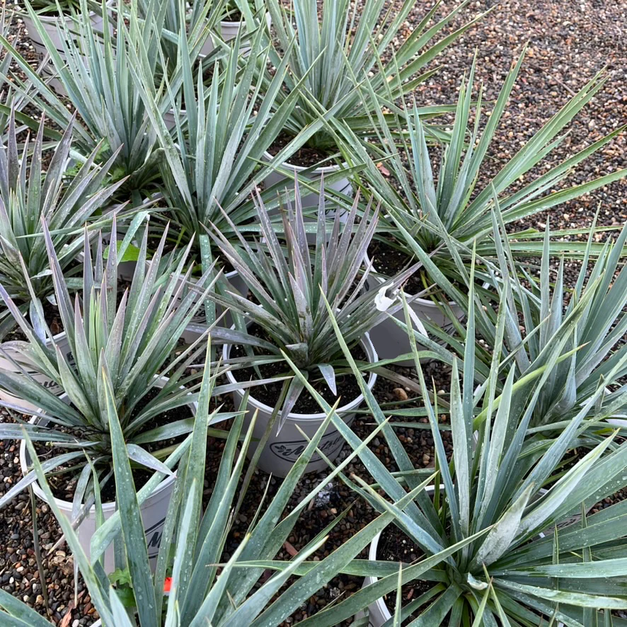 Blue Sentry Yucca - Image 1