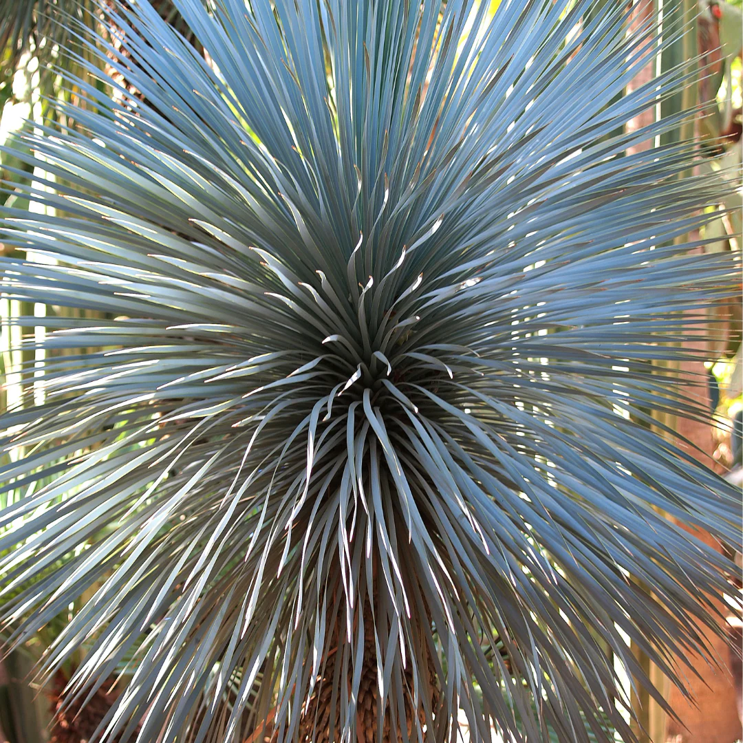 Blue Sentry Yucca - Image 2