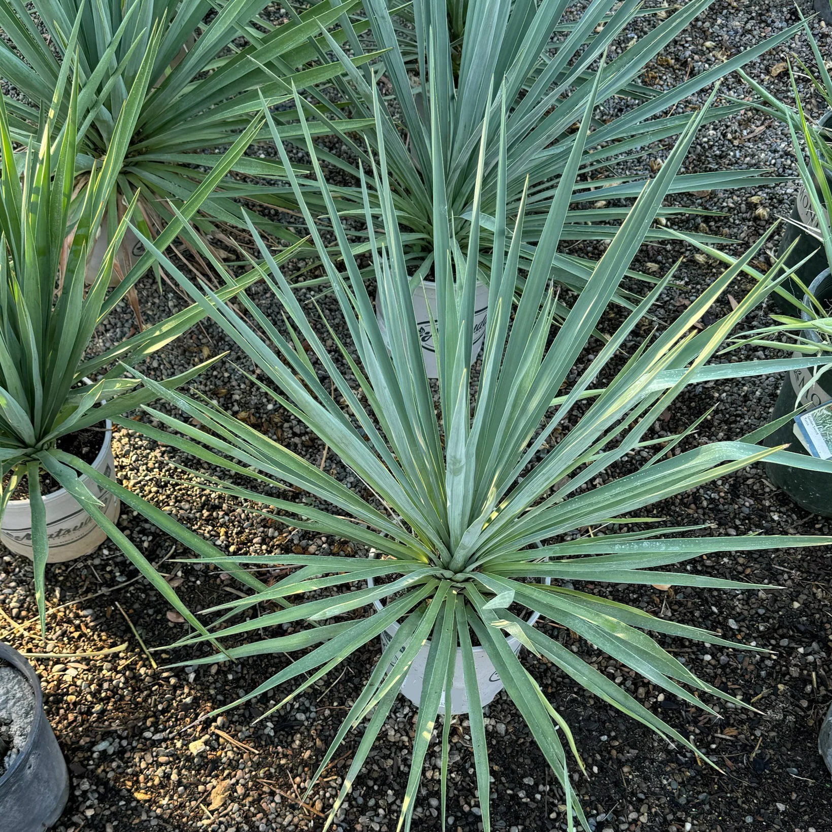 Blue Sentry Yucca - Image 3
