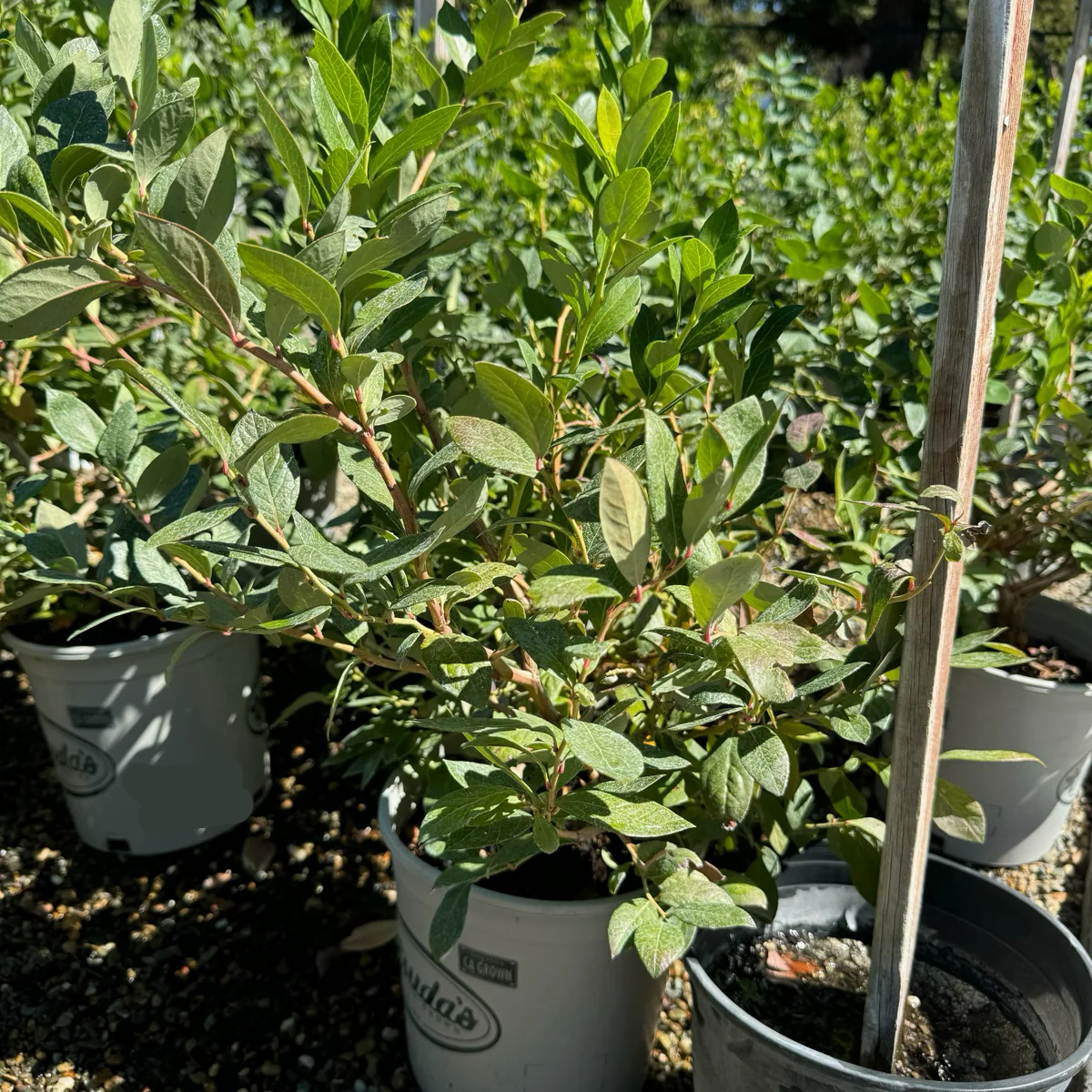 Bluecrop Blueberry - Image 1