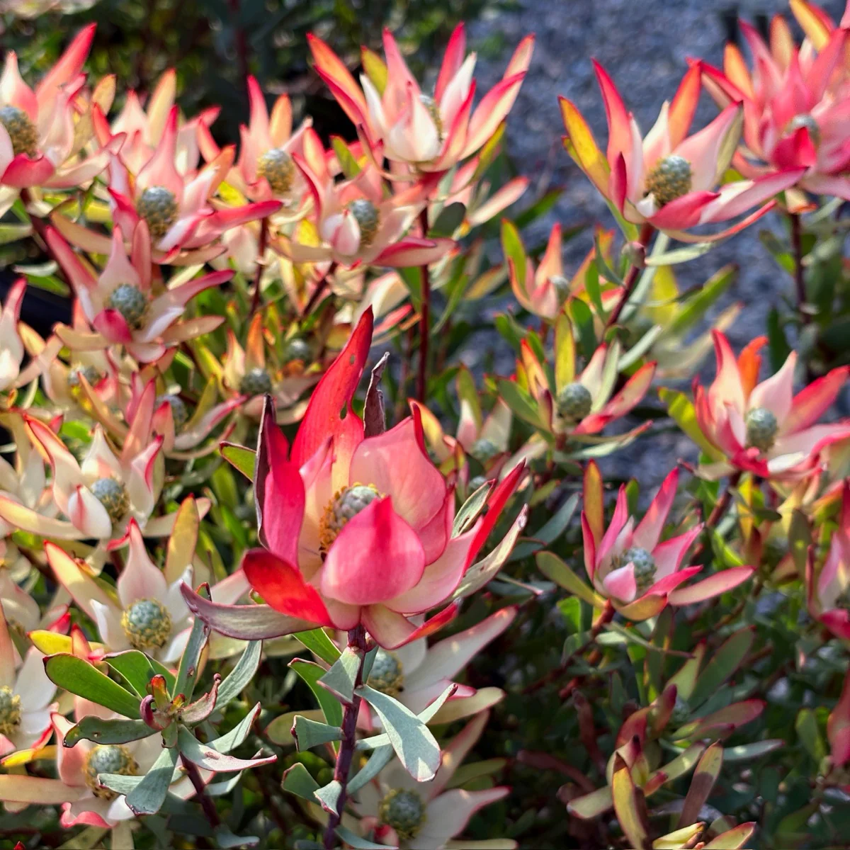Blush Cone Bush - Image 2