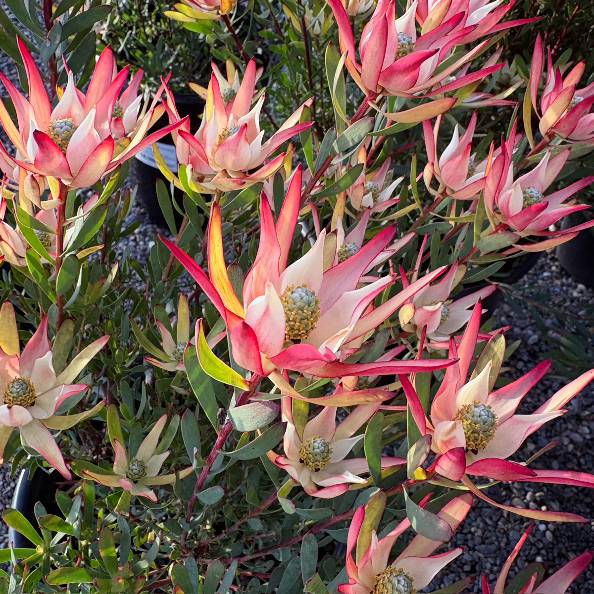 Blush Cone Bush - Image 3
