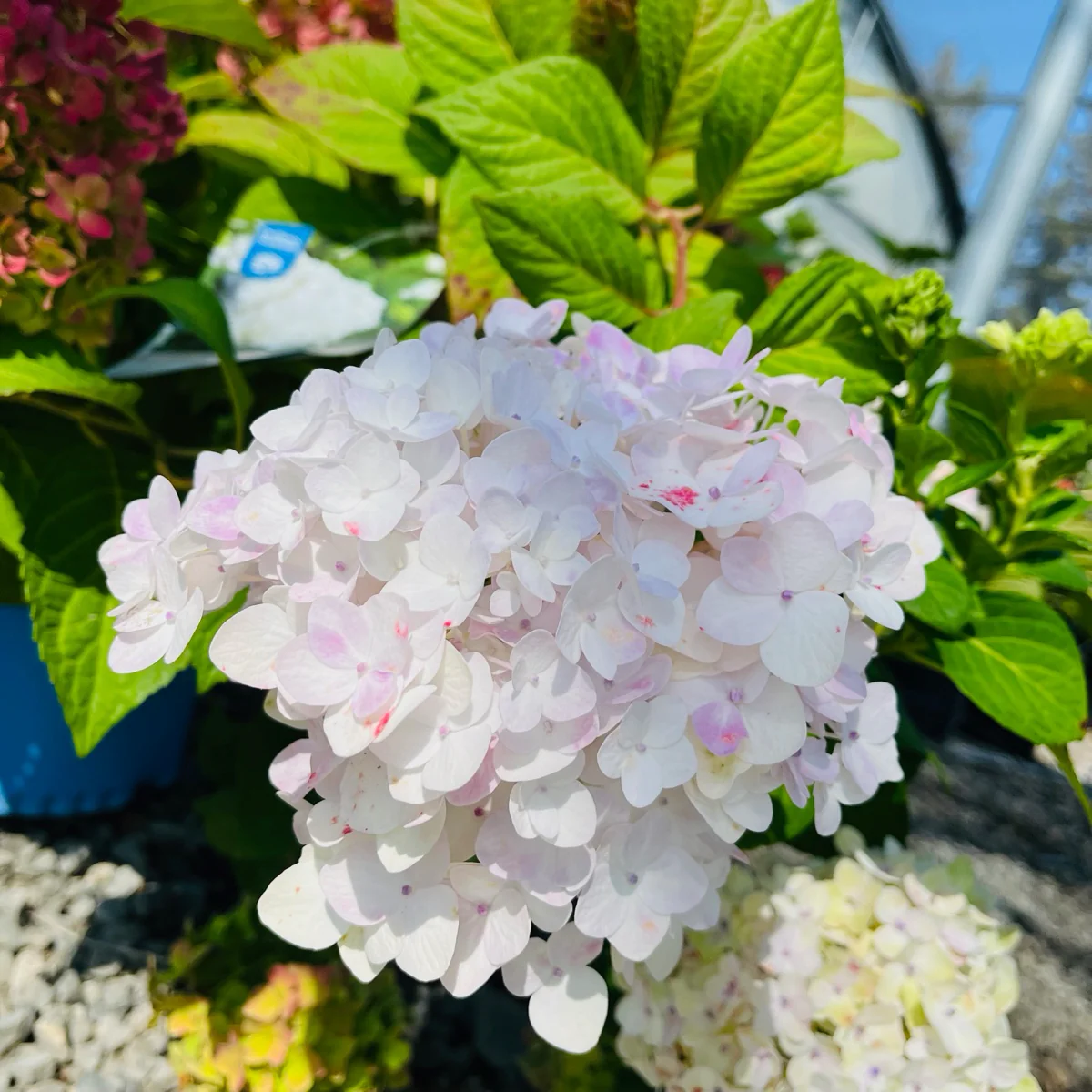 Blushing Bride ES Hydrangea - Image 2