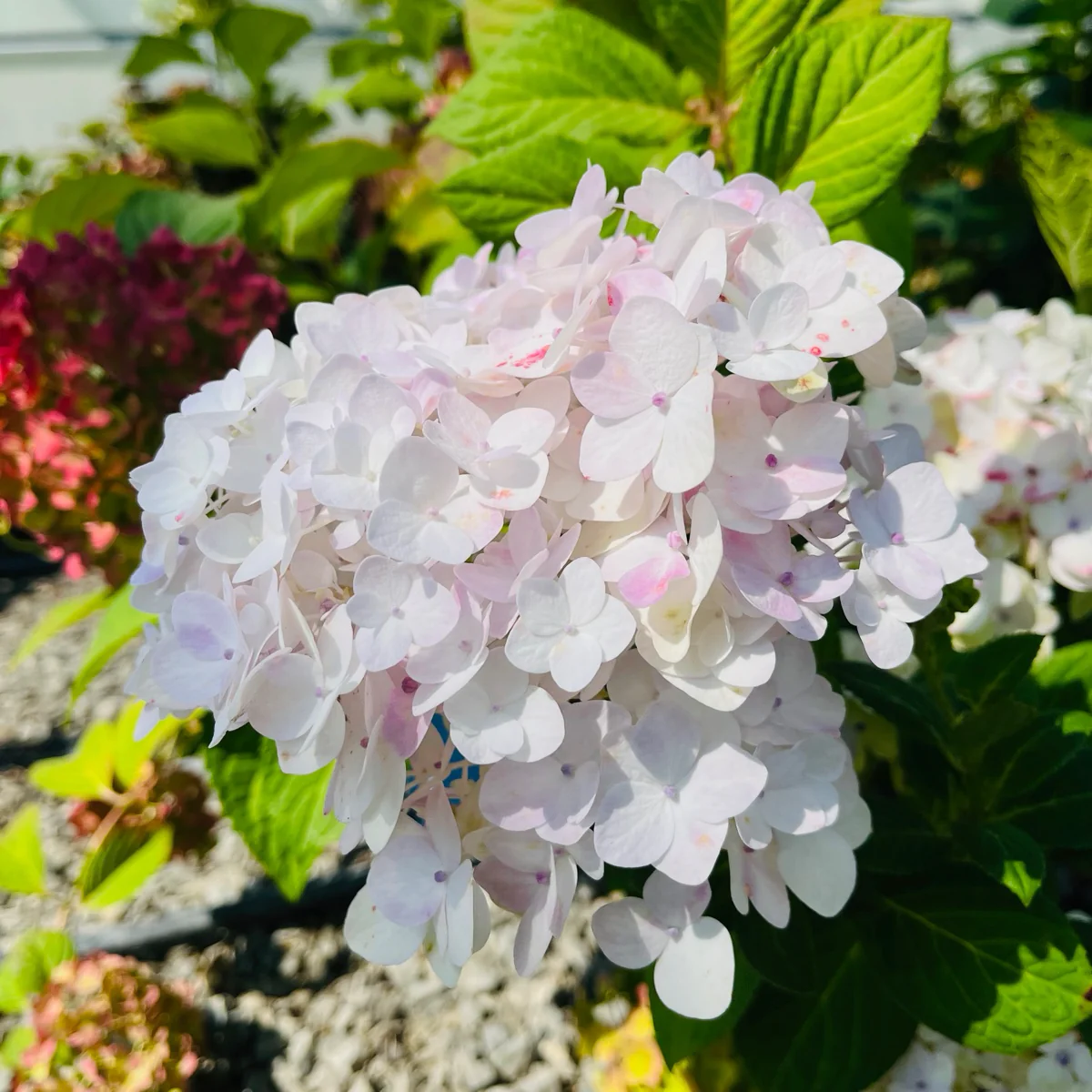 Blushing Bride ES Hydrangea - Image 3