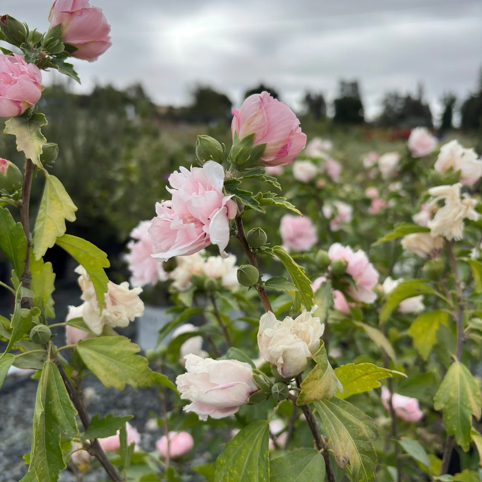 Blushing Bride Rose of Sharon