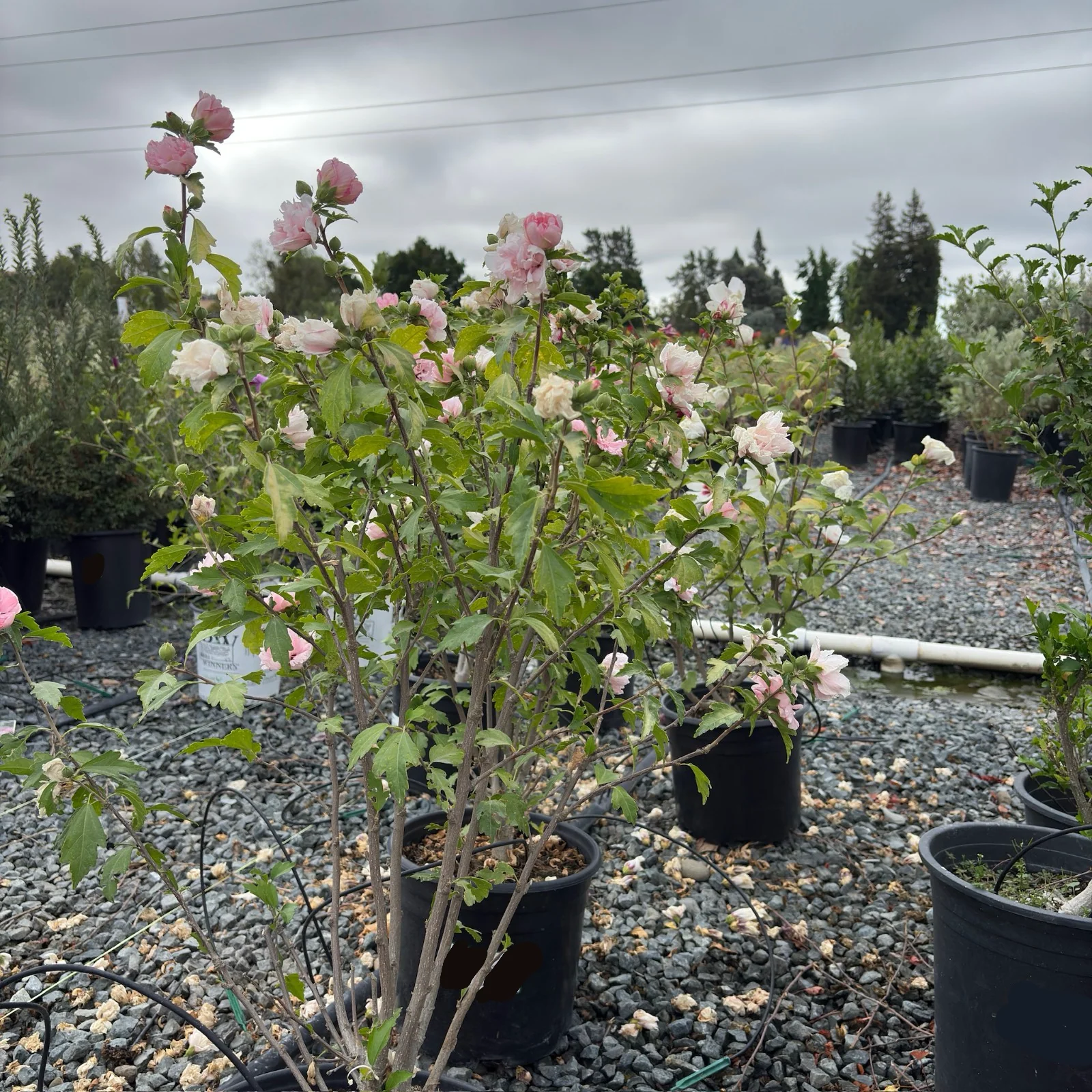 Blushing Bride Rose of Sharon - Image 2