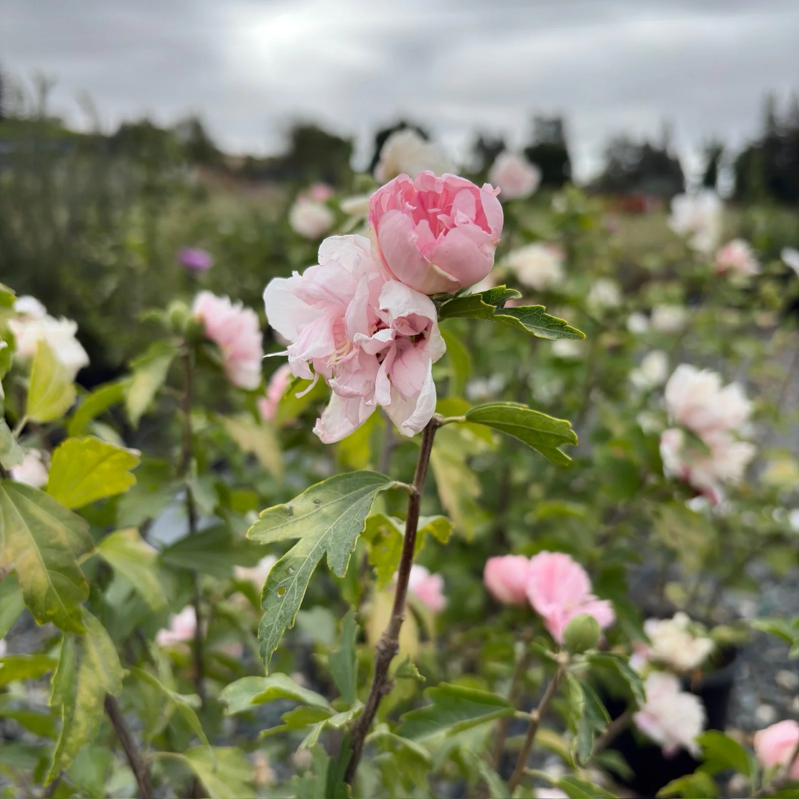 Blushing Bride Rose of Sharon - Image 3