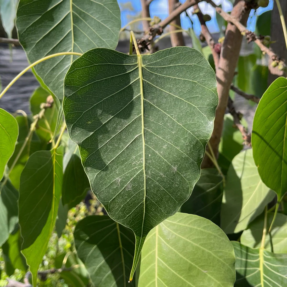 Sacred Fig - Image 2