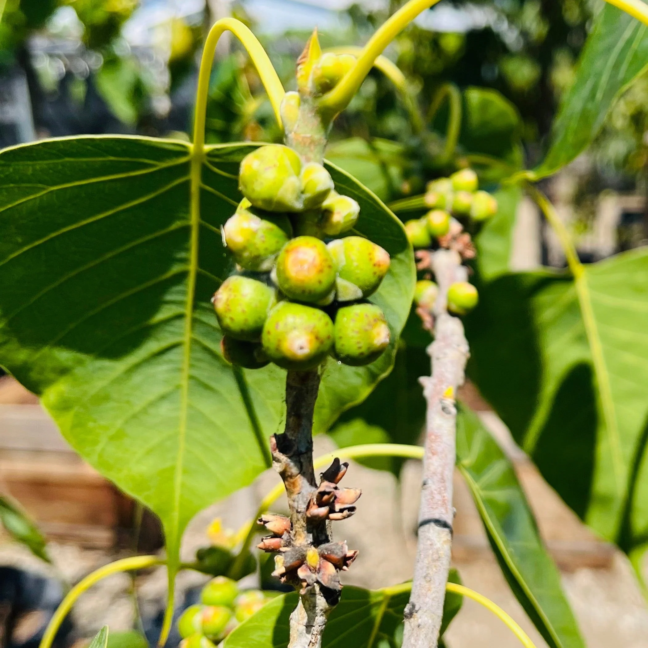 Sacred Fig - Image 3