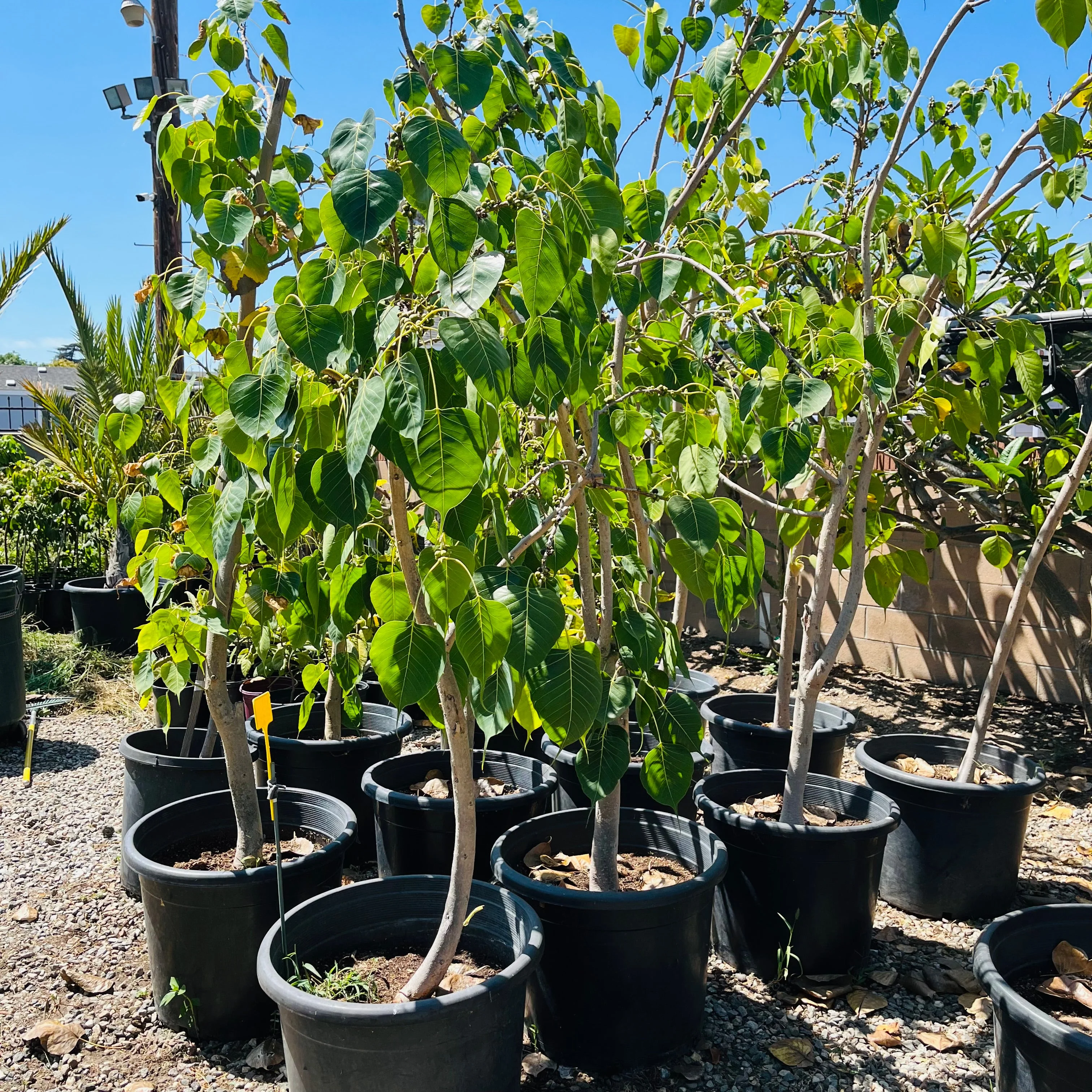 Sacred Fig