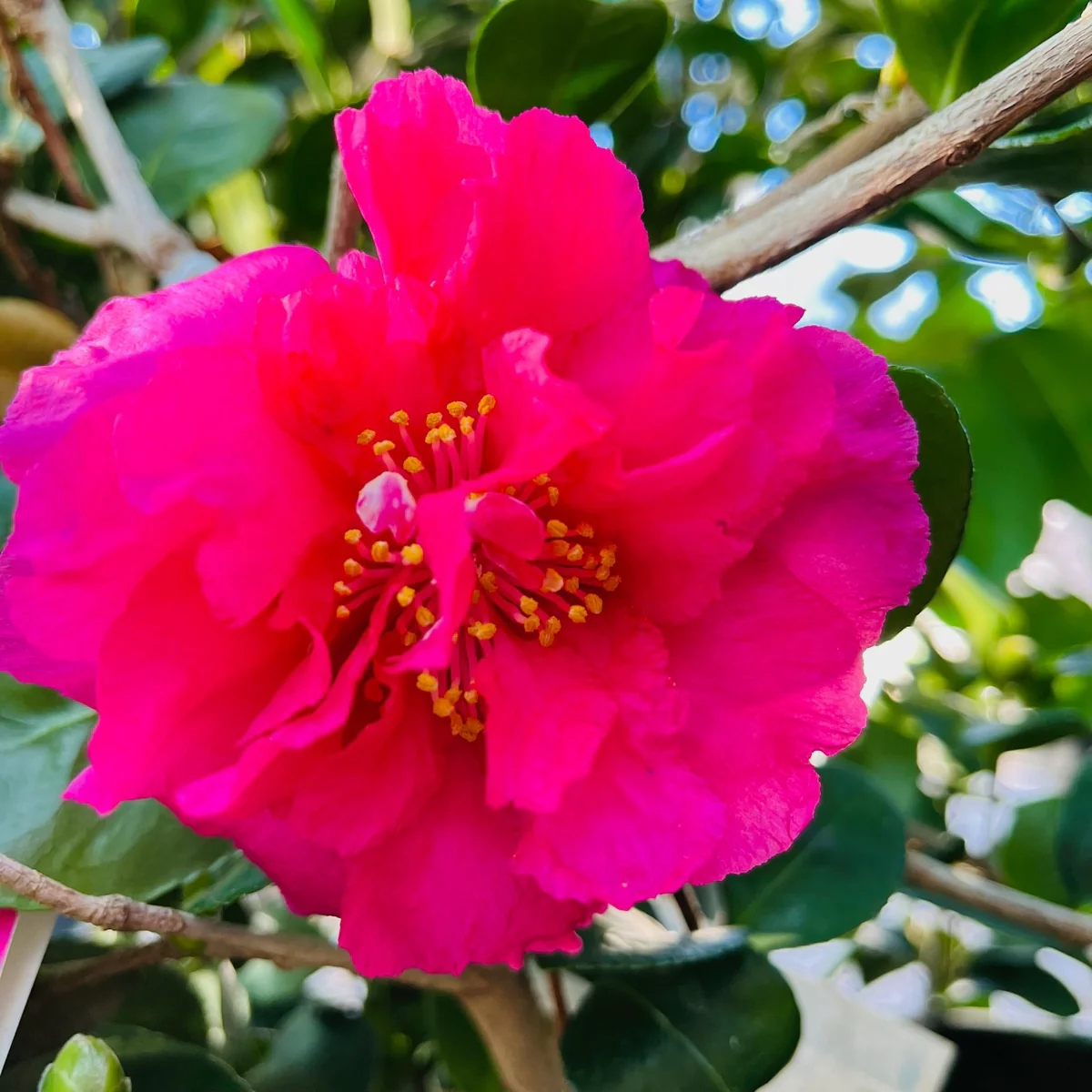 Bonanza Camellia